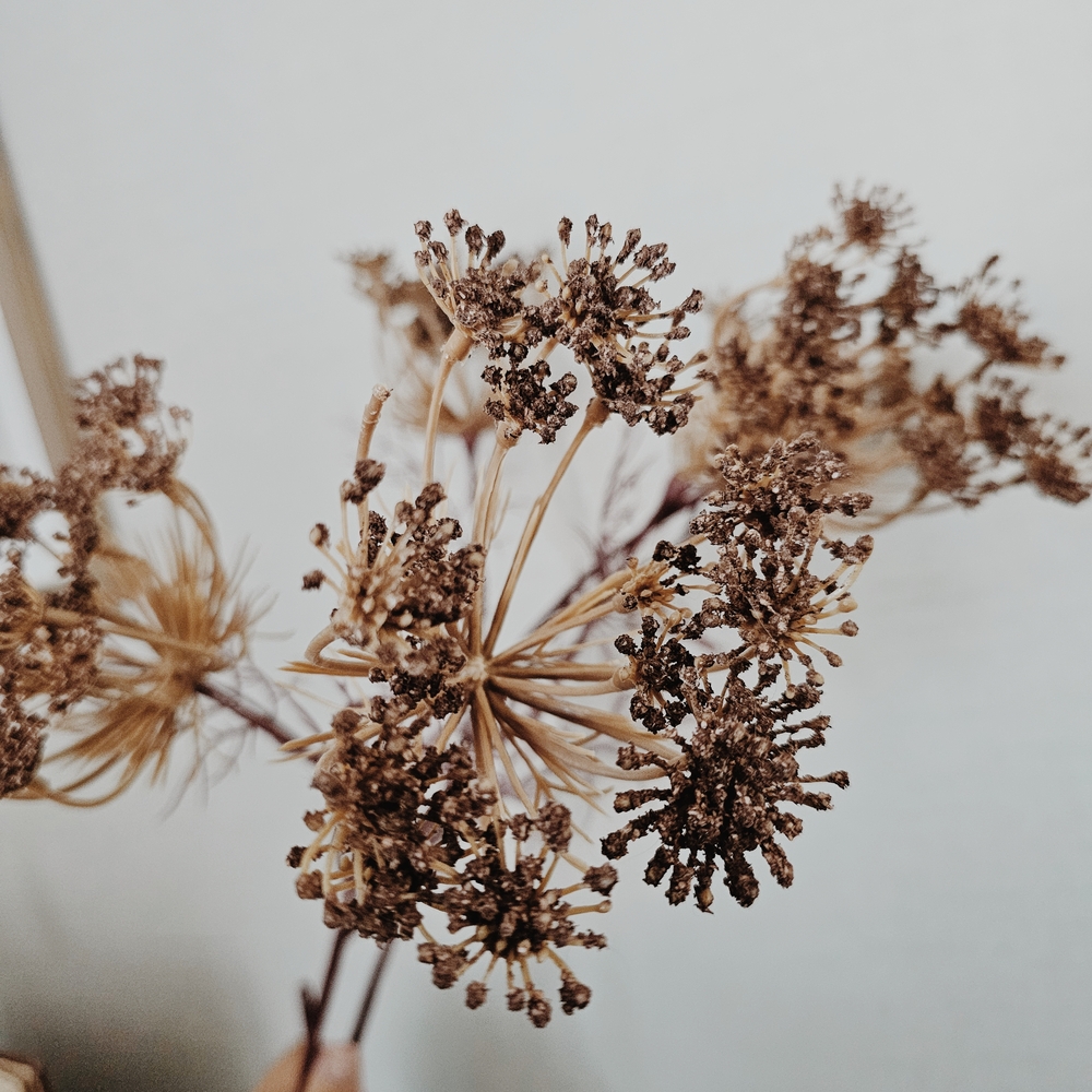 Hearth & Hand Mauve Queen Anne's Mauve Lace Wildflower Stem Set Of 2 - Picture 3 of 4